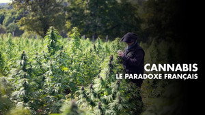 Cannabis, un paradoxe français háttérkép