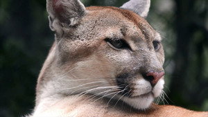 Puma, le fantôme du Gévaudan háttérkép