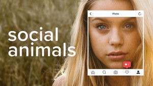 Social Animals háttérkép