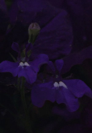 Flower Bed poszter