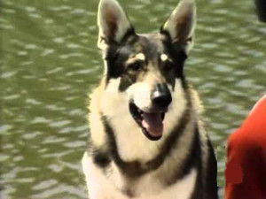 The Littlest Hobo 4. évad Ep.5 5. epizód