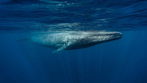 Le retour des baleines à bosse háttérkép