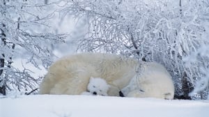 Nature Season 26 Ep.8 8. epizód