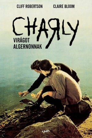 Virágot Algernonnak - Charly