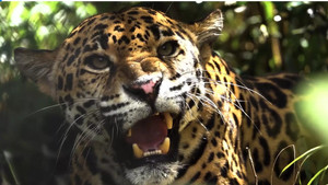 Expedition Artenschutz - Auf der Spur des Jaguars háttérkép