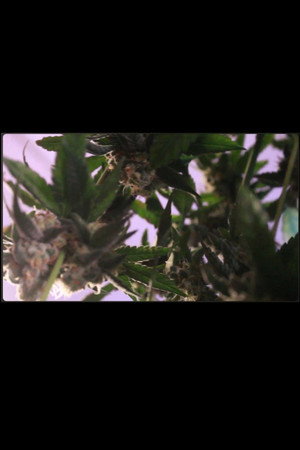 Experimental Documentary: Farmingish