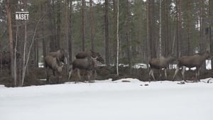 Den stora älgvandringen Specials Ep.7 7. epizód