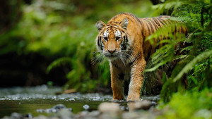 Jungle Animal Rescue kép