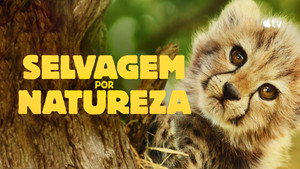 Born to Be Wild kép