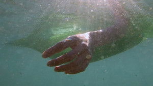Depredadores sobre el mar háttérkép