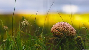 Climat : Mon cerveau fait l'autruche háttérkép