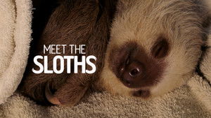 Meet the Sloths kép