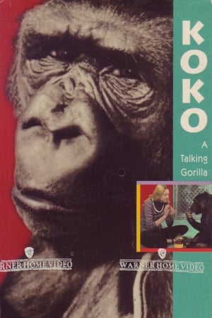 Koko, le gorille qui parle poszter