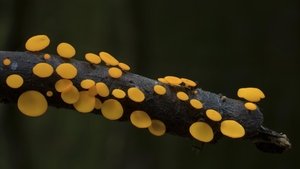 The Kingdom: How Fungi Made Our World háttérkép