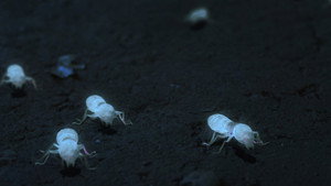 White Ant háttérkép