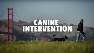 CALI K9 - Nincs reménytelen kutya kép