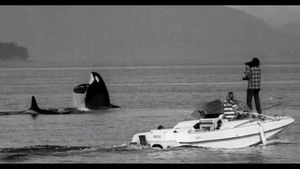 The Snake and the Whale háttérkép
