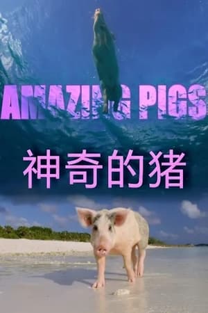 Amazing Pigs poszter