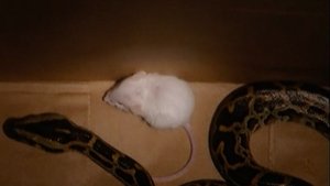 The Real World Season 14 Ep.14 14. epizód