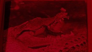 Il fiume del grande caimano háttérkép