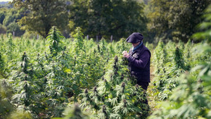 Cannabis, un paradoxe français háttérkép