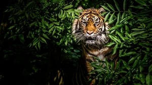 Thailand's Wild Cats háttérkép