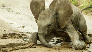 Animal Babies: First Year On Earth kép