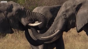 Botswana: Trouble in the Elephant Sanctuary háttérkép