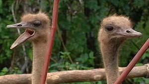I'm a Celebrity...Get Me Out of Here! Season 8 Ep.10 10. epizód