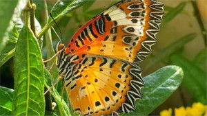 Devenir papillon háttérkép