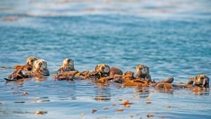 Oceans: Our Blue Planet háttérkép