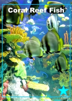 Beautiful Coral Reef Fish poszter