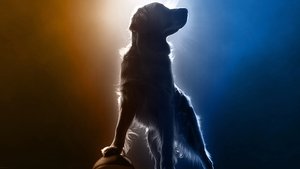 Air Bud Returns háttérkép