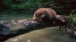 Tarka the Otter háttérkép