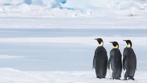 Antartica : sur les traces de l'empereur háttérkép