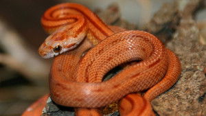 The Beauty of Snakes háttérkép