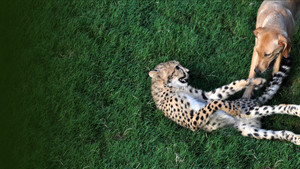 Unlikely Animal Friends kép
