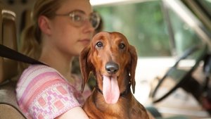 Wiener-Dog háttérkép