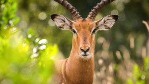 Secret Safari: Into the Wild kép