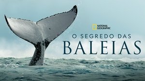 A bálnák titkai kép