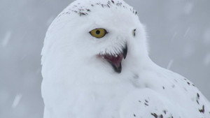 A Winter's Tale: The Journey Of The Snowy Owls háttérkép