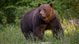 La Vie sauvage des Carpates háttérkép