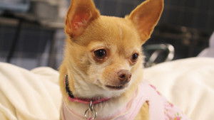 Chihuahua: The Movie háttérkép