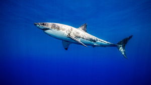 United Sharks of America háttérkép
