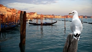 Wild Venice háttérkép