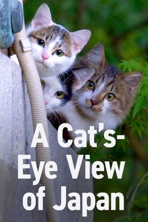 A Cat's-Eye View of Japan