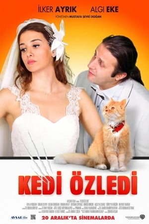 Kedi Özledi poszter