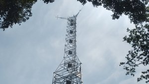 L'arbre de l'authenticité háttérkép