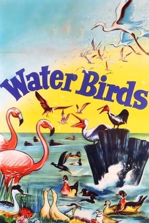 Water Birds poszter