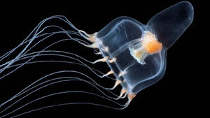 Méduses les souveraines des océans háttérkép